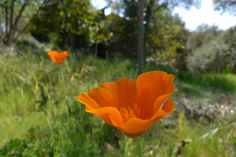 California poppy