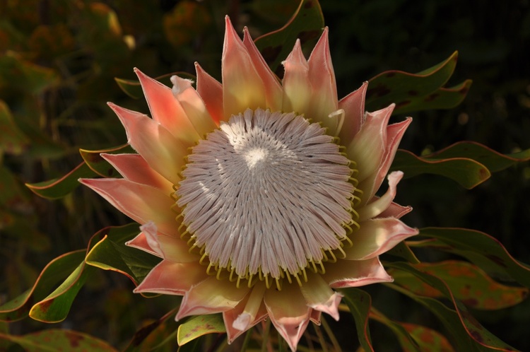 king protea