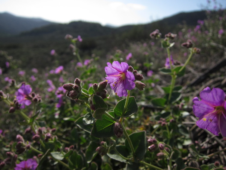 chaparral wildflowers