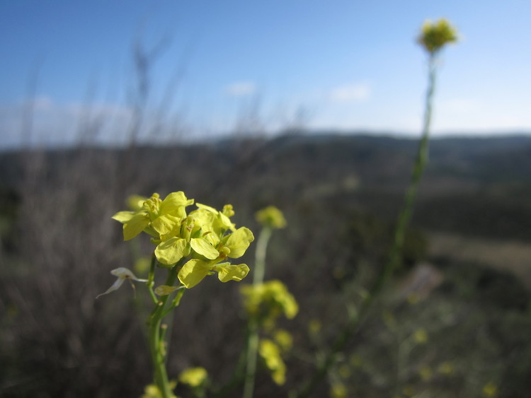 chaparral wildflowers