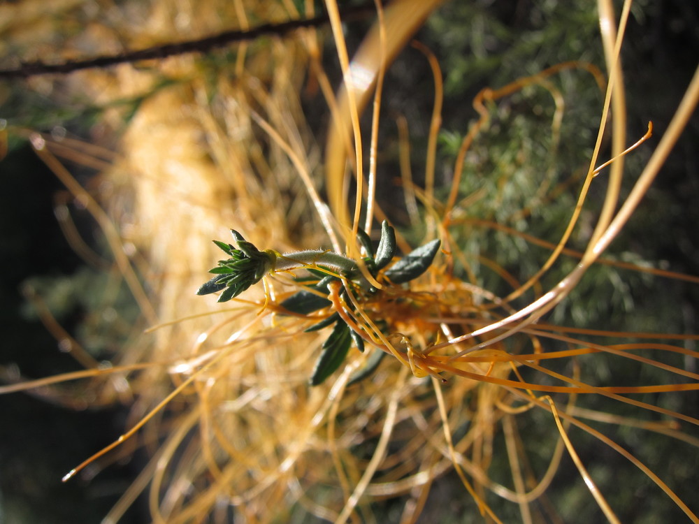 witch's hair